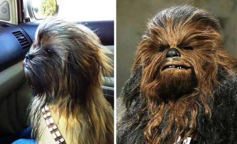 Des stars et des animaux