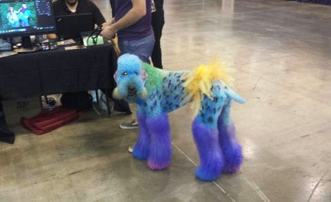 Ces toilettages d’animaux qui ont mal tourné